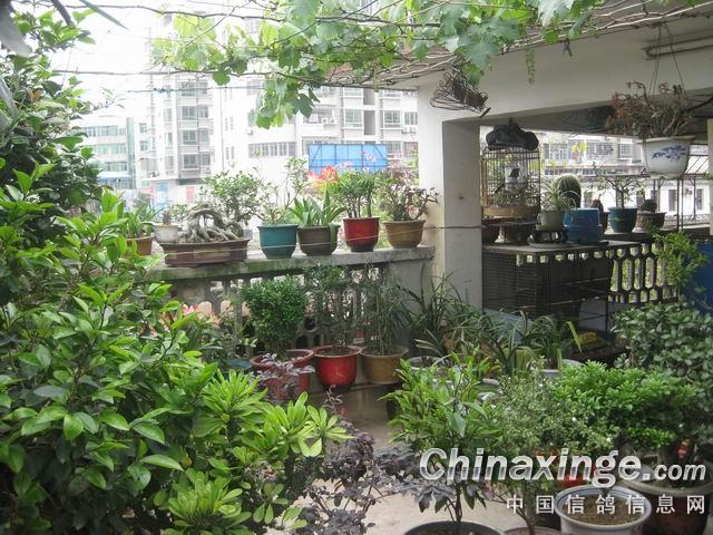 �������ǿ��л�԰����(ͼ)