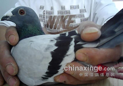 ����˫������鳲����������