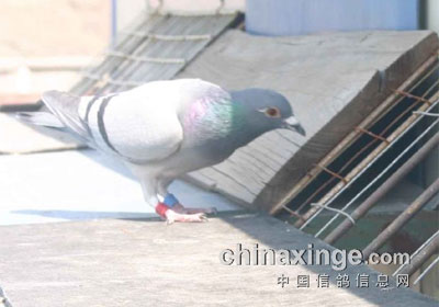 ���������������ڶ���ǰʮ������(ͼ)