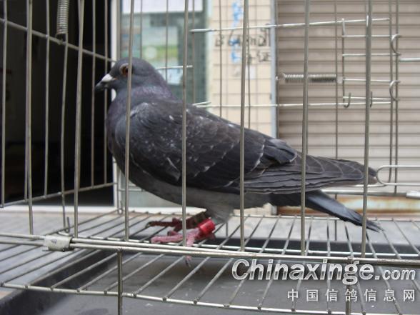 �������Ѿ�ս�����6�� ��Ѫռ�Ϸ�(ͼ)