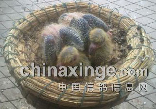 ����׸룺���Ǳ�������һ��(ͼ)