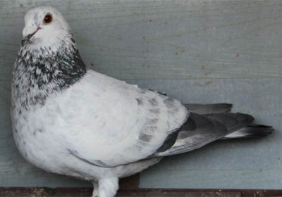 һ��ھ�������Ƭ