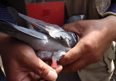 ʯ�����蹫��480��������鳲(ͼ)