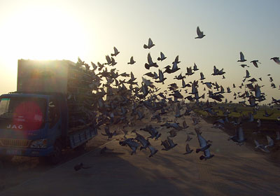 ���ջ���2013�괺����һ��ʵ��(ͼ)