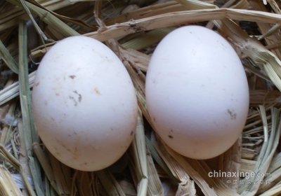 ���������ֳܷ�������