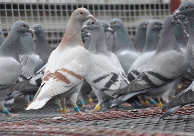 �����������������������ҵ�(ͼ)