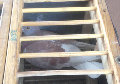 ���ջ���Ԥ�����ھ�������������(ͼ)