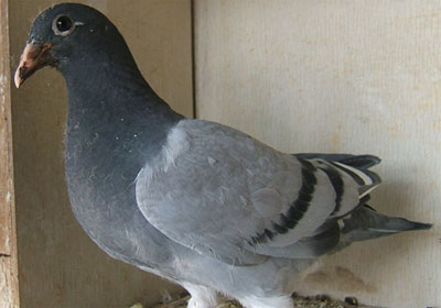 ��ɫ���ɻ�(ͼ)