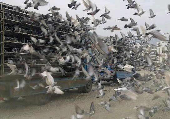 �Ĵ���������̶�رȣ�2790�������3��(ͼ)