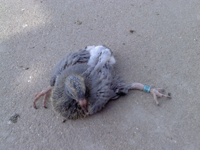 �׸������˭��