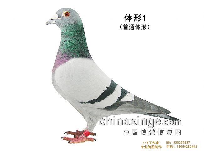 һֻ�����ĳ�7������(ͼ)