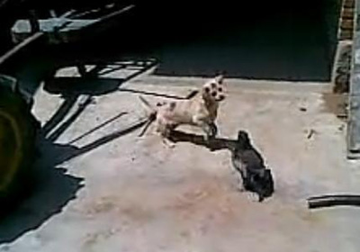 ��Ƶ�����붷��