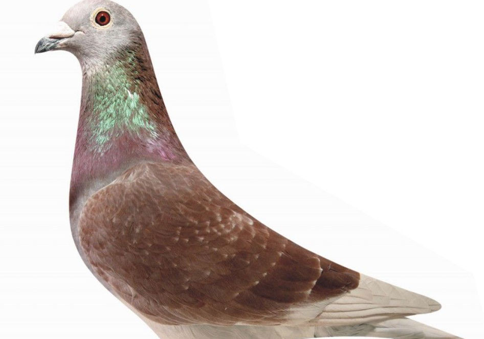 ӵ�������ɫ��������г�����ɫ(ͼ)