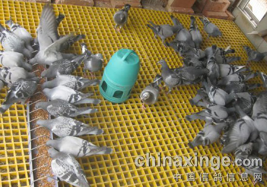 �±���Ӫ���׸�������ͷԽ(ͼ)