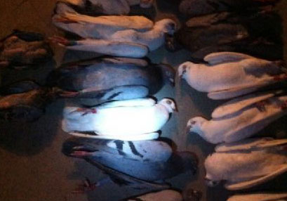 ����һ���״μҷ� 17�𰮸���ɥ��Ȫ(ͼ)