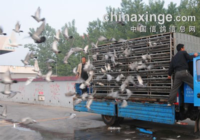 ����ΡΡ�������ľ�������50��(ͼ)