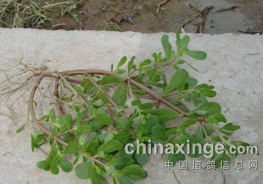 ǳ̸�Ÿ볦���Ļ�������(ͼ)