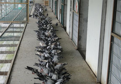 ����˫�������������鳲(ͼ)