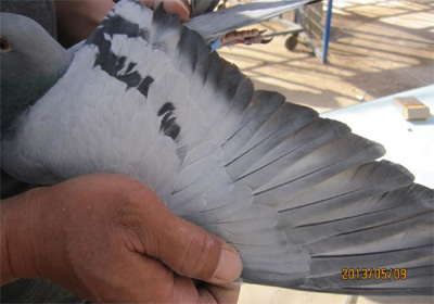 ����˳���蹫��100��������ʵ��(ͼ)