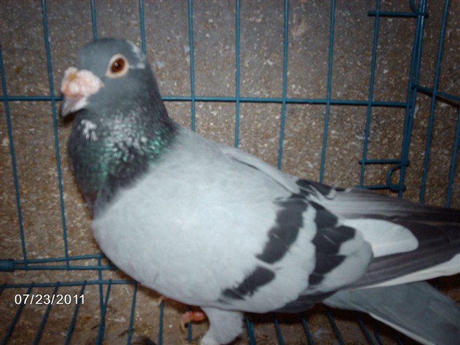 ɹɹ�Լ������ָ�