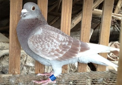 ��ĸ����(ͼ)