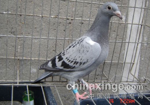 ѡ�͹���ĸ���(ͼ)