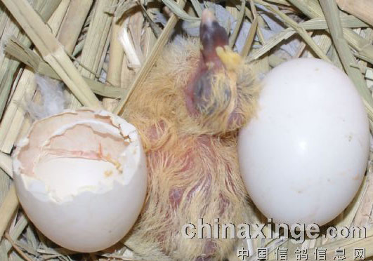 ���뵰���и��ִܷ�����(ͼ)