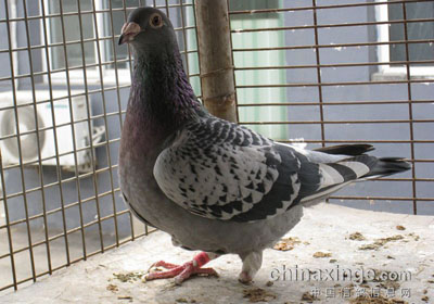 һֻ�ŵ��ָ�(ͼ��)