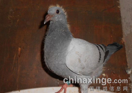 �׸��͹����ĸ���(ͼ)