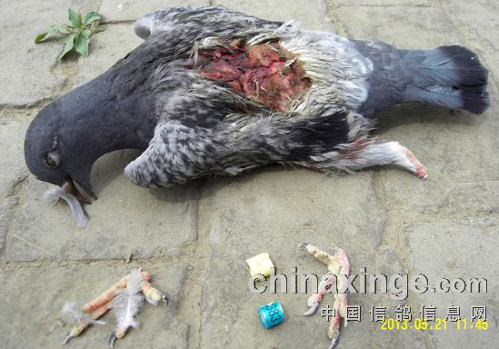 ����ҧ�����ر�(ͼ)