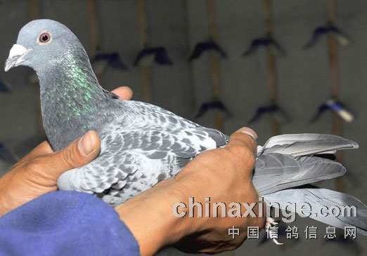 ����˼⻰���衰���롱����(ͼ)