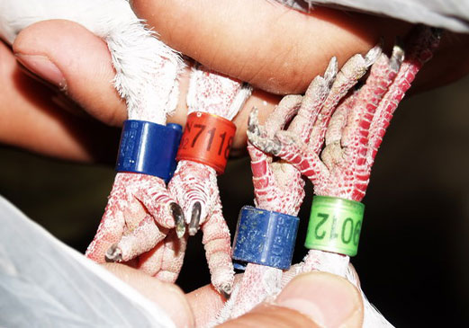 ���ŵ��飺�������蹫����ӻ������¼�(ͼ)