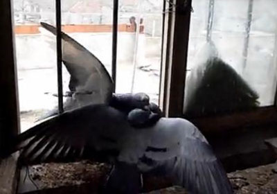 ��Ƶ�������Ÿ붷��