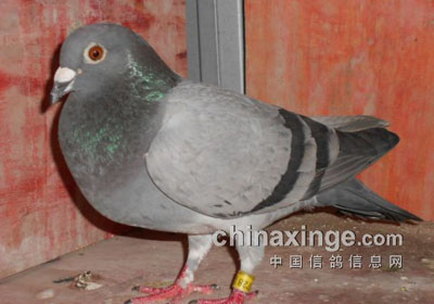 �ϼҲ�Ǩ ��������¼�