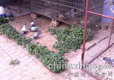 ����Ҷ�����û�С��(ͼ)