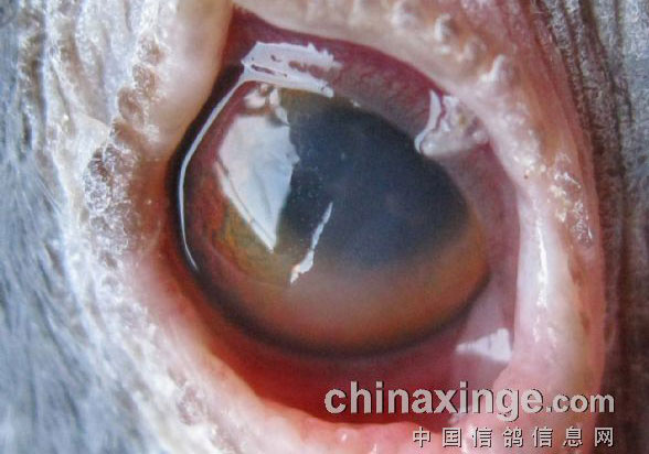 ֧ԭ�������ص㼰Ԥ��(ͼ)