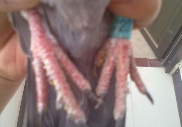 ʱ������ �ֳ�ë�Ÿ�(ͼ)