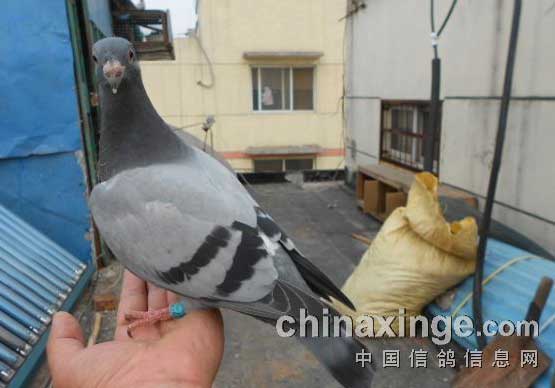 ���׻�Ѫ��Ӧ�ú���(ͼ)