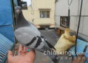 ���׻�Ѫ��Ӧ�ú���(ͼ)