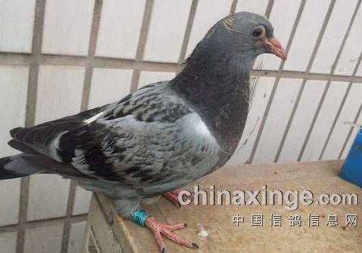 ������һ��ȼ�(ͼ)