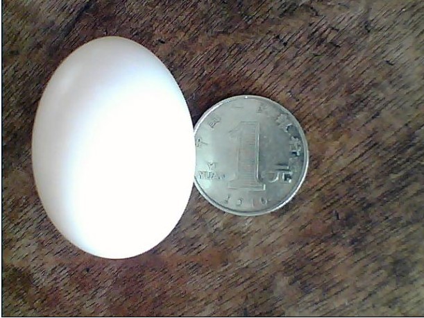 ����һö���ѵ�(ͼ)