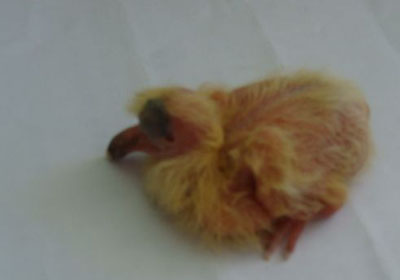 ������ʤ֮�׸�̭ѡ��(ͼ)