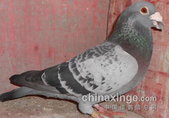 ������������(ͼ)