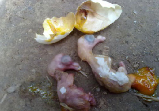 ����Ҳ��˫��̥��