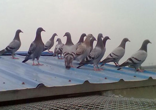 �������һ���׸�(ͼ)