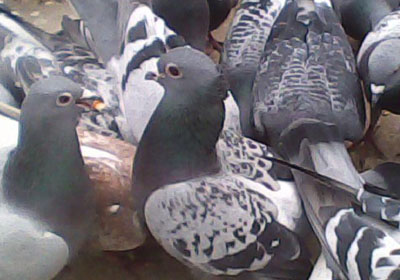 ����˵���