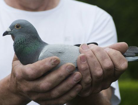 �ձ����ѻ����³�������ܹھ�(ͼ)