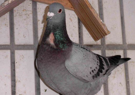 �����ܼ���������(ͼ)