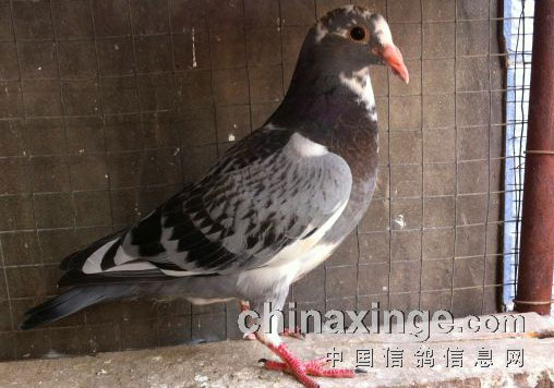 13���������һ�����(ͼ)