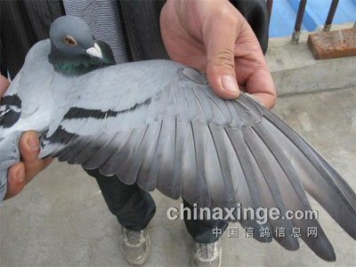 ���ֵ»�һ��������ر��ۺ�ǰʮ��(ͼ)